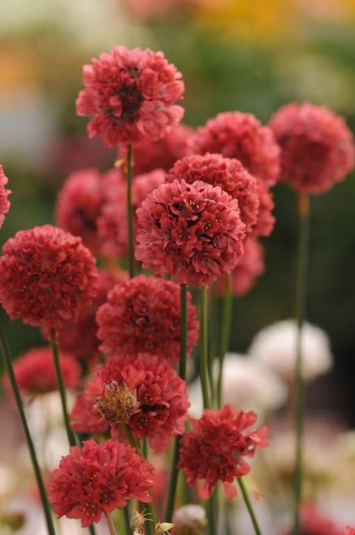 Armeria Ballerina Red -армерия балерина червена (1263)